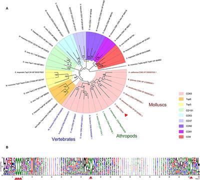 A CD63 Homolog Specially Recruited to the Fungi-Contained Phagosomes Is Involved in the Cellular Immune Response of Oyster Crassostrea gigas